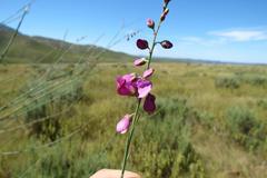 Polygala virgata virgata