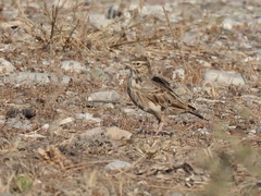 Galerida cristata meridionalis