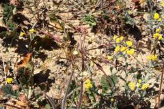 Pelargonium radulifolium