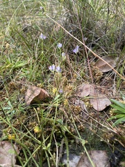 Burmannia biflora