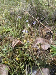 Burmannia biflora