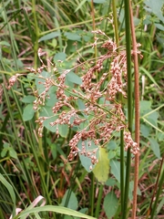 Juncus effusus solutus