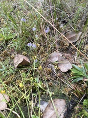 Burmannia biflora