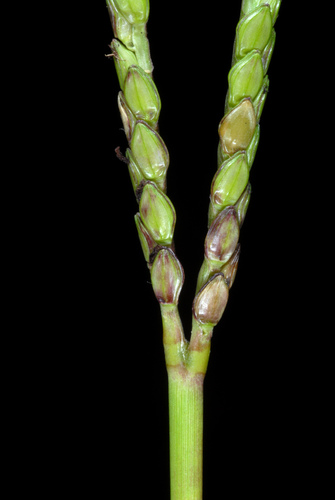 Paspalum notatum