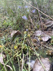 Burmannia biflora