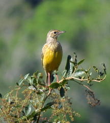 Macronyx capensis capensis