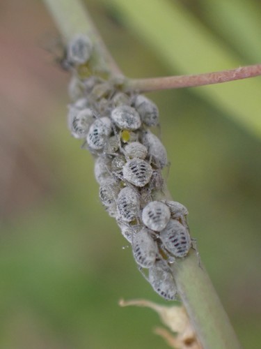 Cabbage Aphid photo 6