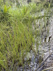Eleocharis robbinsii