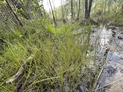 Eleocharis robbinsii