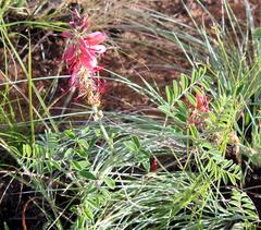 Indigofera oxytropis