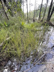 Eleocharis robbinsii