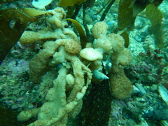 Polyzoa opuntia