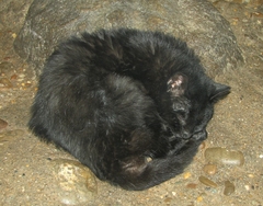 Pampas Cat photo 5