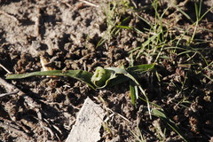 Colchicum eucomoides