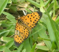 Pardopsis punctatissima