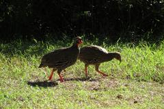 Pternistis afer castaneiventer