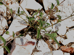 Ayenia microphylla