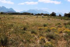 Helichrysum rutilans