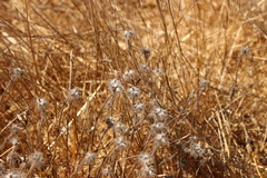 Trifolium hirtum