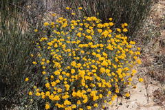 Helichrysum rutilans