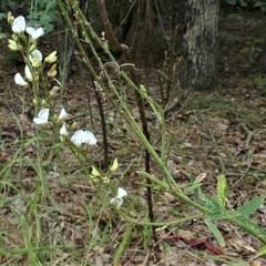 Desmodium sessilifolium