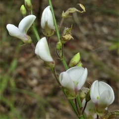 Desmodium sessilifolium