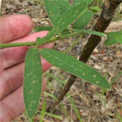 Desmodium sessilifolium