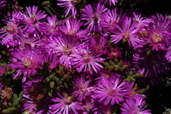 Drosanthemum asperulum