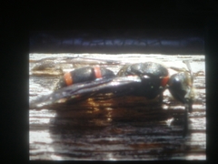 Ancistrocerus madaera