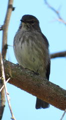 Muscicapa adusta adusta