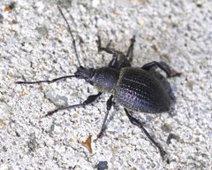 Otiorhynchus pseudonothus