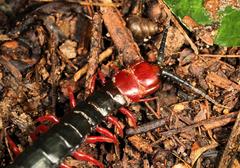 Cormocephalus nitidus