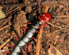 Cormocephalus nitidus