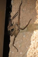 Palystes superciliosus