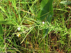 Epilobium strictum