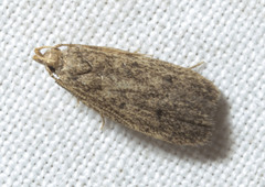 Glyphidocera juniperella