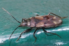 Eremocoris fenestratus