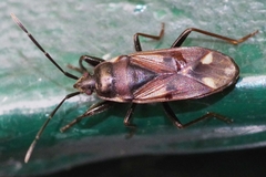 Eremocoris fenestratus