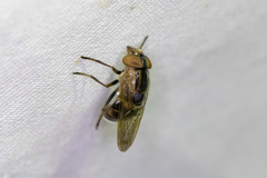 Copestylum chalybescens