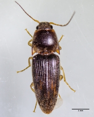 Conoderus falli