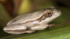 Hyperolius marmoratus taeniatus