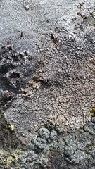 Acarospora fuscata