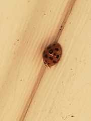 Harmonia axyridis