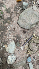 Hadrobunus maculosus