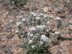 Cryptantha crassisepala