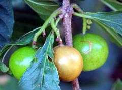 Vangueria