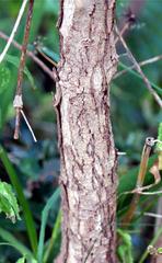Vangueria
