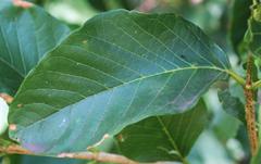 Vangueria