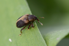Lignyodes enucleator