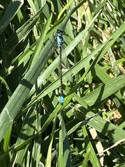 Ischnura damula